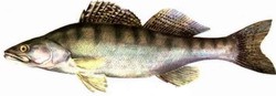 Riba Smudj