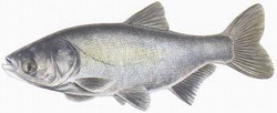Riba Tostolobik